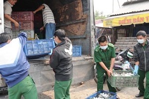 Authorities inspect poultry eggs. Photo: VNA